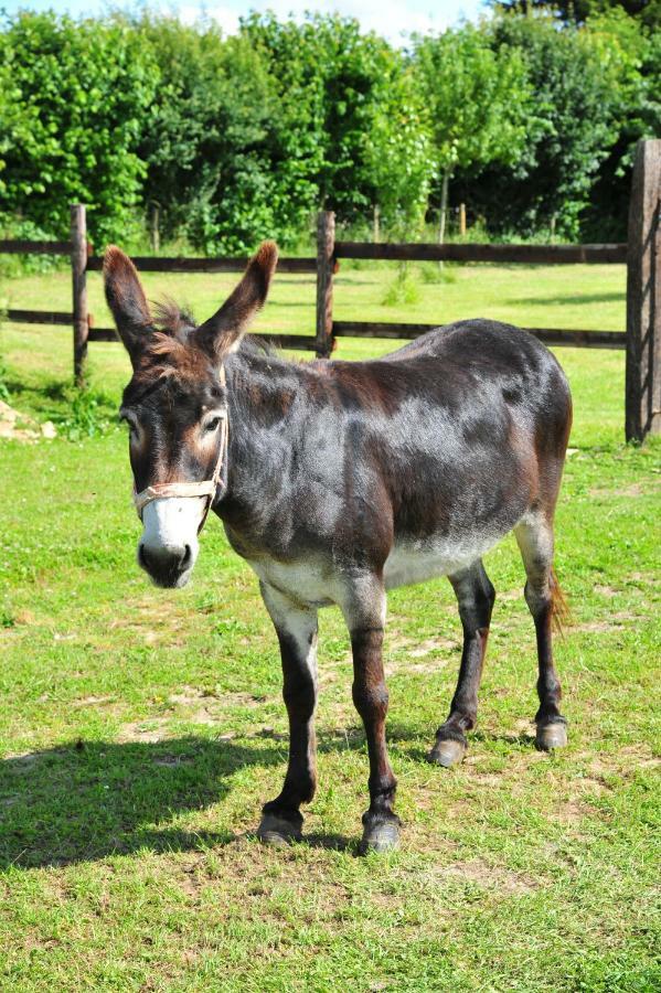 Les Gites Du Douet Du Houlle Courcy  Kültér fotó