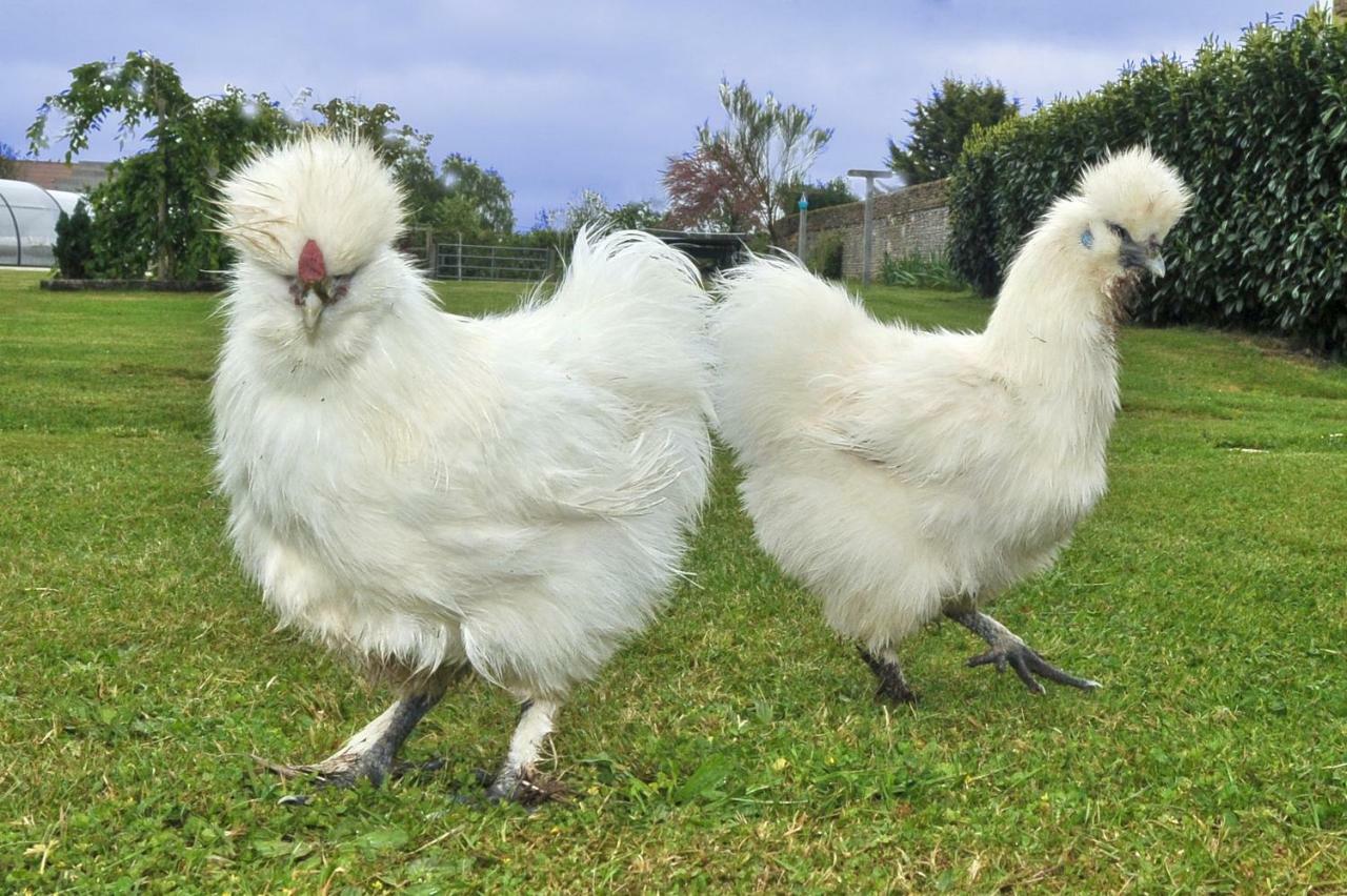Les Gites Du Douet Du Houlle Courcy  Kültér fotó